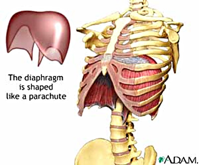 the diaphram